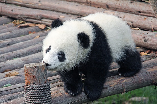 malá panda